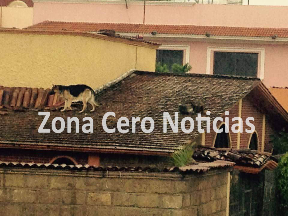 perros