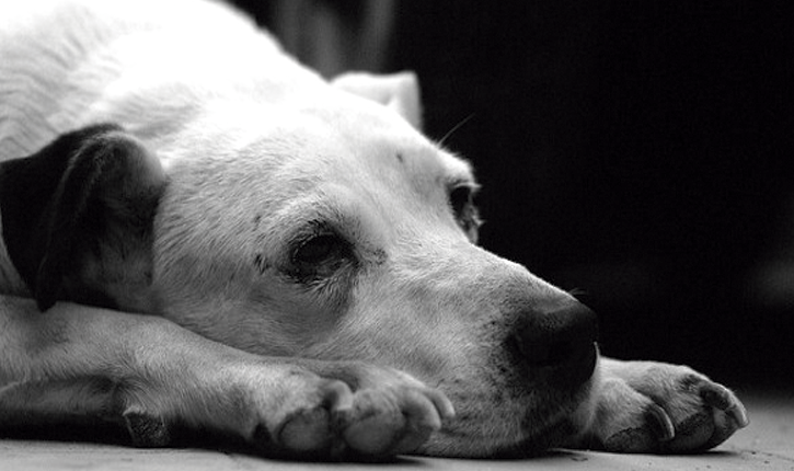 perro